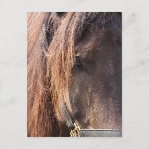 Postkarte für Pferde