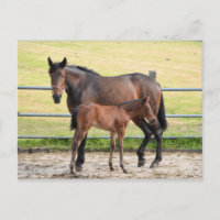 Postkarte für Pferde