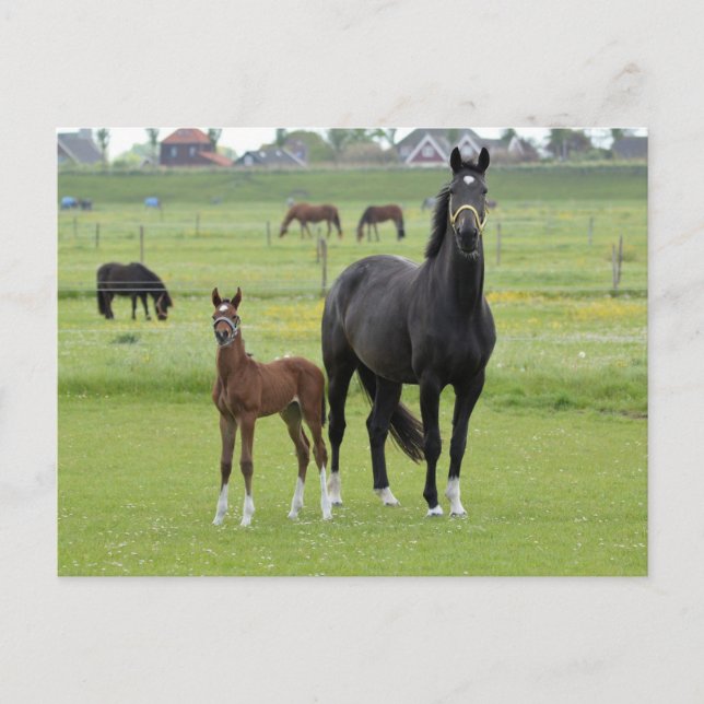 Postkarte für Pferde (Vorderseite)