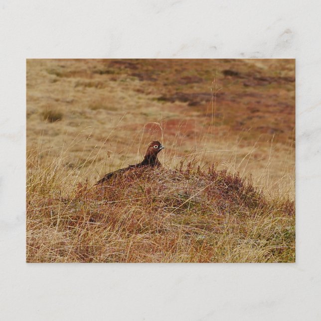 Postkarte für rote Grouse (Vorderseite)