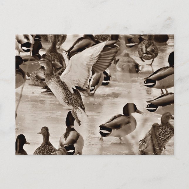 Postkarte für Schwarz-Weiß-Mallard (Vorderseite)