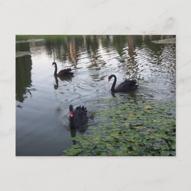 Postkarte für schwarze Schwäne (Vorderseite)