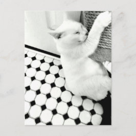 Postkarte für schwarze und weiße Katzen