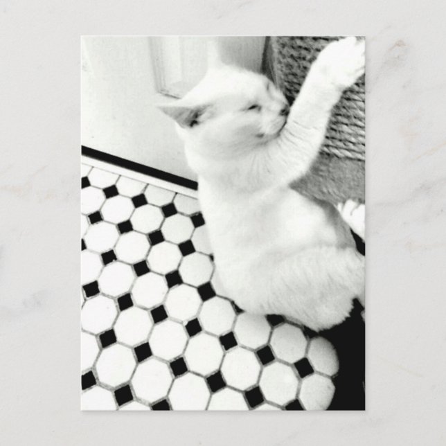 Postkarte für schwarze und weiße Katzen (Vorderseite)