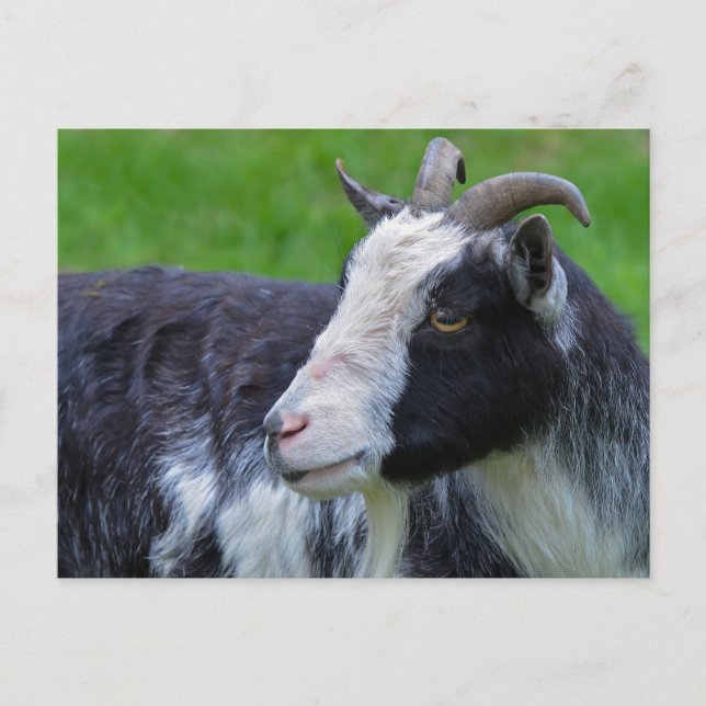 Postkarte für schwarze und weiße Ziegen (Vorderseite)