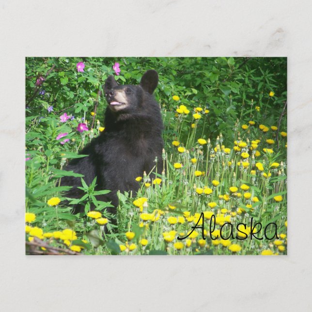 Postkarte für schwarzen Bär (Vorderseite)