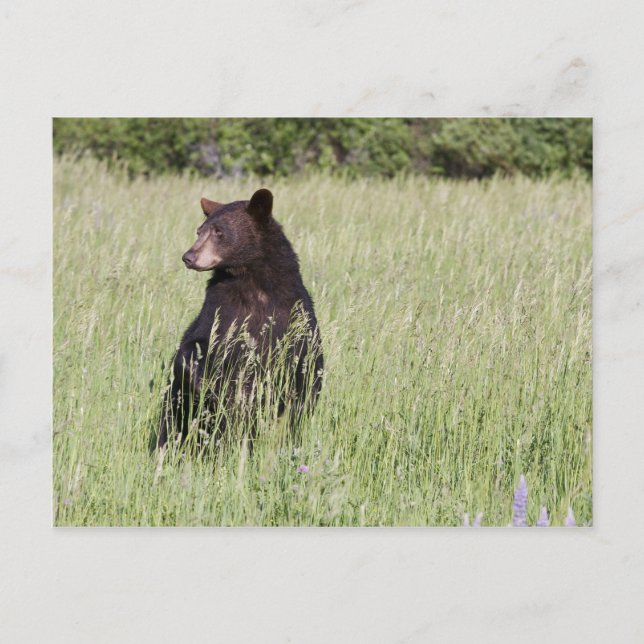 Postkarte für schwarzen Bär (Vorderseite)