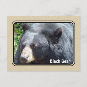Postkarte für Schwarzer Bär