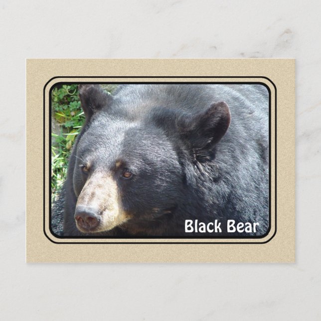 Postkarte für Schwarzer Bär (Vorderseite)