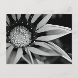 Postkarte für Schwarzweiß-Wildblume
