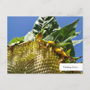 Postkarte für Sonnenblumen