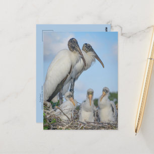 Postkarte für Storchenfamilie