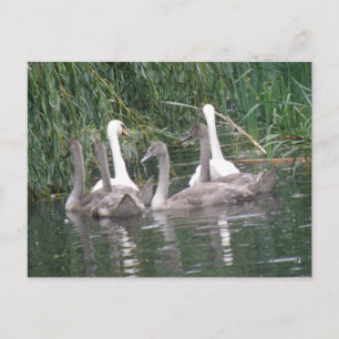 Postkarte für Swans und Cygnets