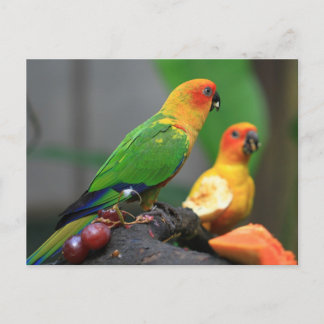 Postkarte für tropische Vögel