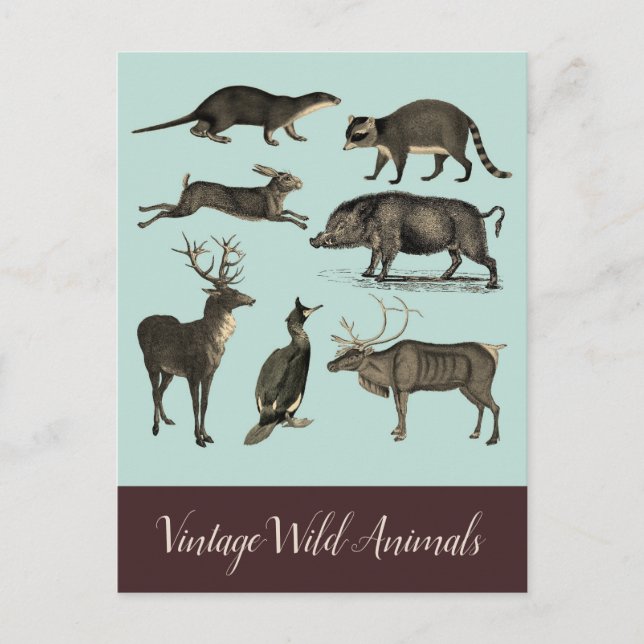 Postkarte für Vintage wild lebende Tiere (Vorderseite)