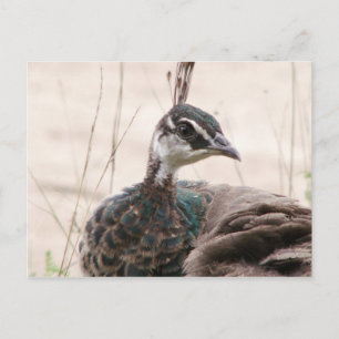 Postkarte für weibliche Pfauen