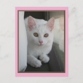 Postkarte für weiße Katzen