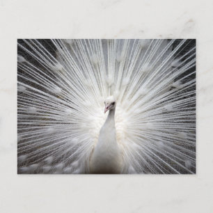 Postkarte für weißes Pfau-Foto