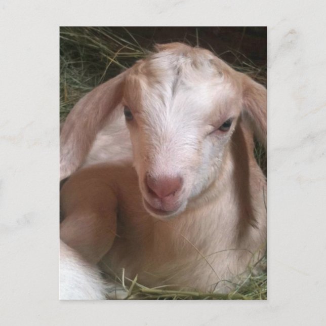 Postkarte für Ziege (Vorderseite)