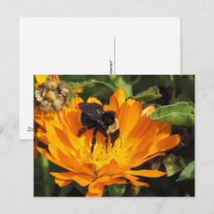 Postkarte - Fütternd in Calendula