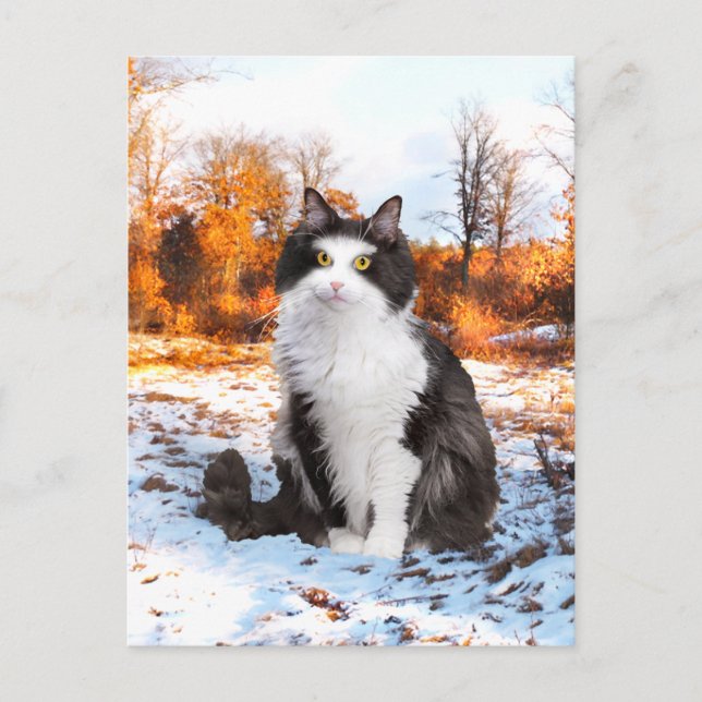 Postkarte "Fuzzer" (Vorderseite)