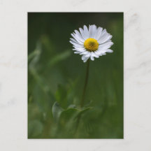 Postkarte Gänseblümchen - Das einsame Gänseblümche