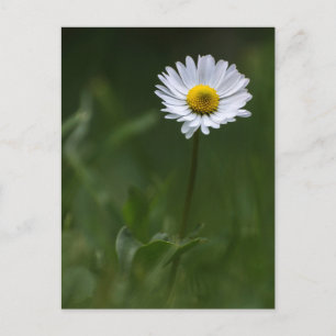 Postkarte Gänseblümchen - Das einsame Gänseblümche