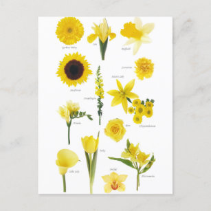 Postkarte Gelbe Blumen