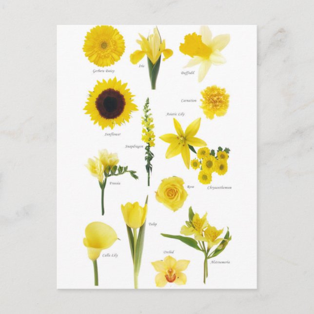 Postkarte Gelbe Blumen (Vorderseite)