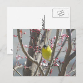 Postkarte - Gelbe Finte im Kirschbaum