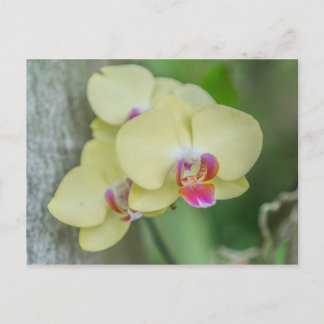 Postkarte - Gelbes Orchid