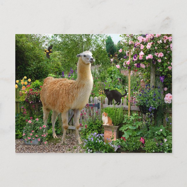 Postkarte "Gigi The Llama" (Vorderseite)
