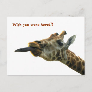 Postkarte - Giraffe
