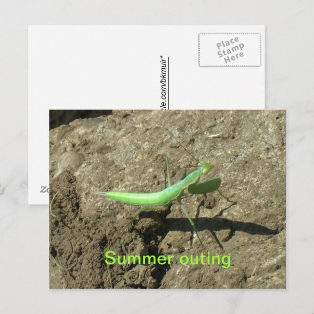 Postkarte - Gottesanbeterin (Vorne/Hinten)