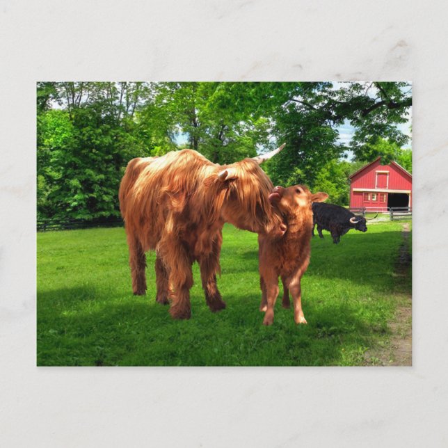 Postkarte "Gracie & Her Calf" (Vorderseite)