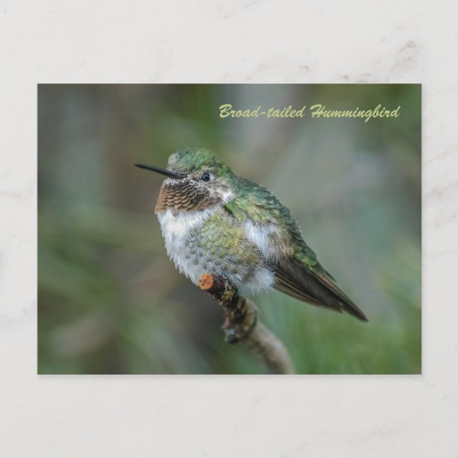 Postkarte: Grasschwanz Hummingbird (Landschaft) Postkarte (Vorderseite)