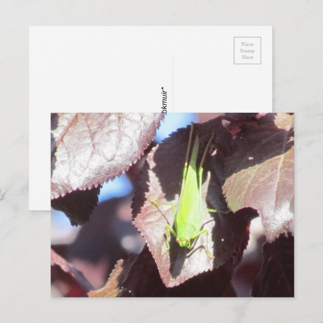 Postkarte - Grasshopper in Tree (Vorne/Hinten)