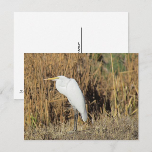 Postkarte - Graswurst (Vorne/Hinten)