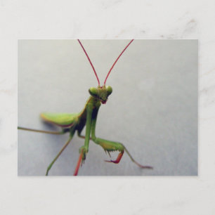 Postkarte, grünes, gepüriertes Mantis Insekt-Foto Postkarte