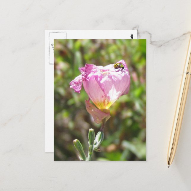 Postkarte - Gurkenkäfer (Vorderseite/Rückseite Beispiel)