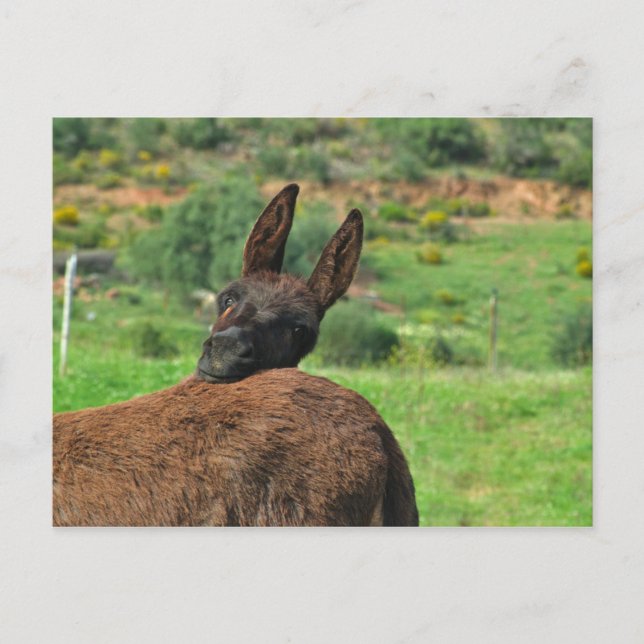 Postkarte: Happy Donkey. Algarve Postkarte (Vorderseite)