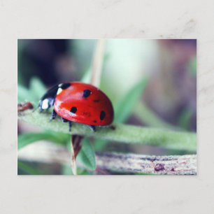 Postkarte "Harriet"