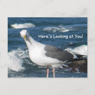 Postkarte:  Hier sieht man dich Gull an Postkarte