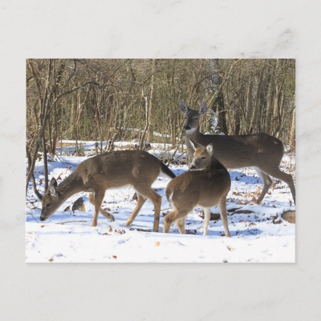 Postkarte - Hirsch im Schnee (Vorderseite)