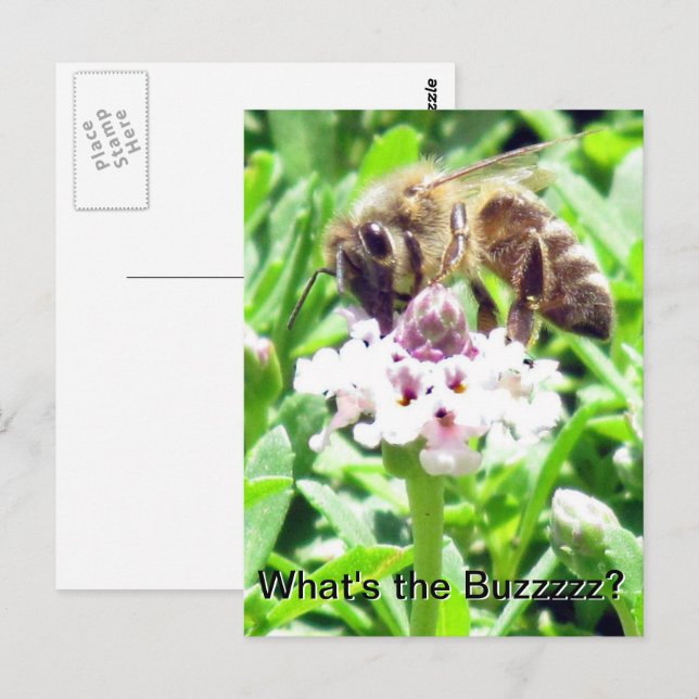 Postkarte - Honigbienenprofil (Vorne/Hinten)