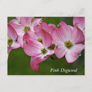 Postkarte: Horizontales Dogwood Postkarte