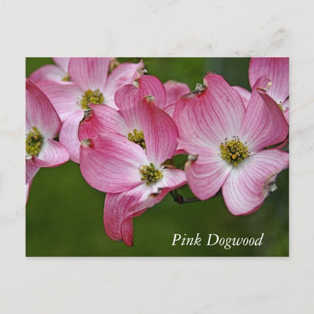 Postkarte:  Horizontales Dogwood Postkarte (Vorderseite)