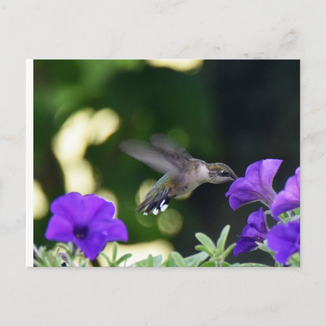 Postkarte Hummingbird (Vorderseite)