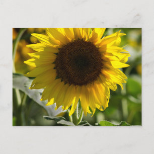Postkarte - Isolierte Sonnenblume auf dem Feld