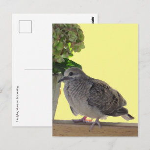 Postkarte - Jungtaube
